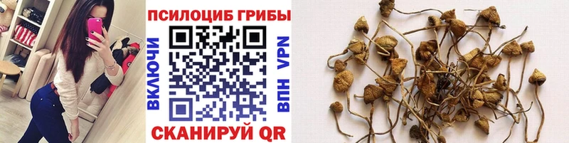 где найти наркотики  Клинцы  МЕГА зеркало  Галлюциногенные грибы Psilocybine cubensis 